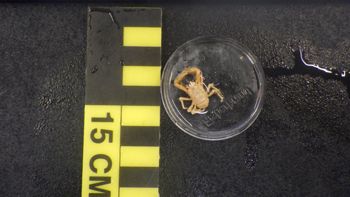 Media type: image;   Invertebrate Zoology 153106 Description: live specimen;